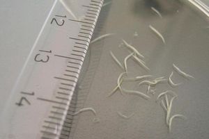 Признаки остриц у детей комаровский