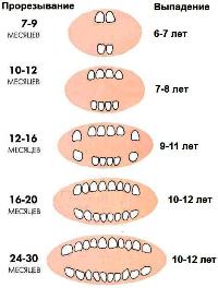 какие зубы постоянные у детей фото