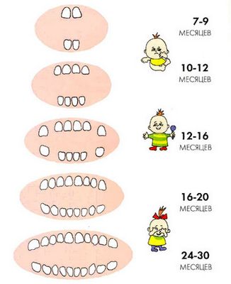 прорезывание первых зубов у ребенка и сопутствующие симптомы